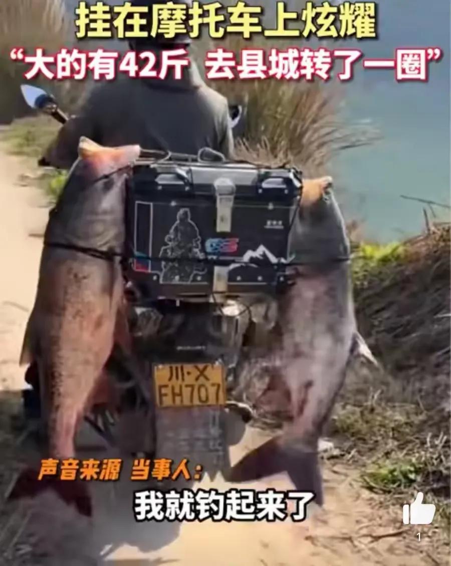 钓友钓到40斤大鱼 挂摩托车上炫耀