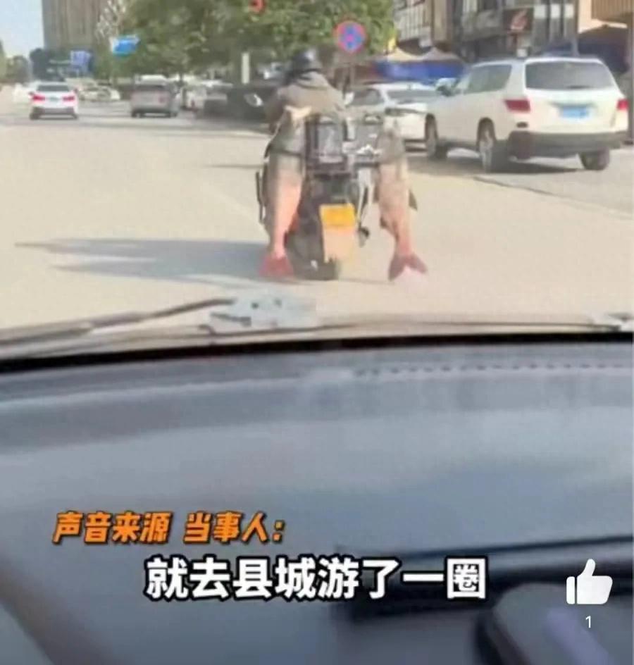 钓友钓到40斤大鱼 挂摩托车上炫耀